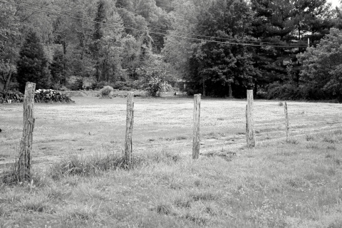 Rustic fence posts sans fence.